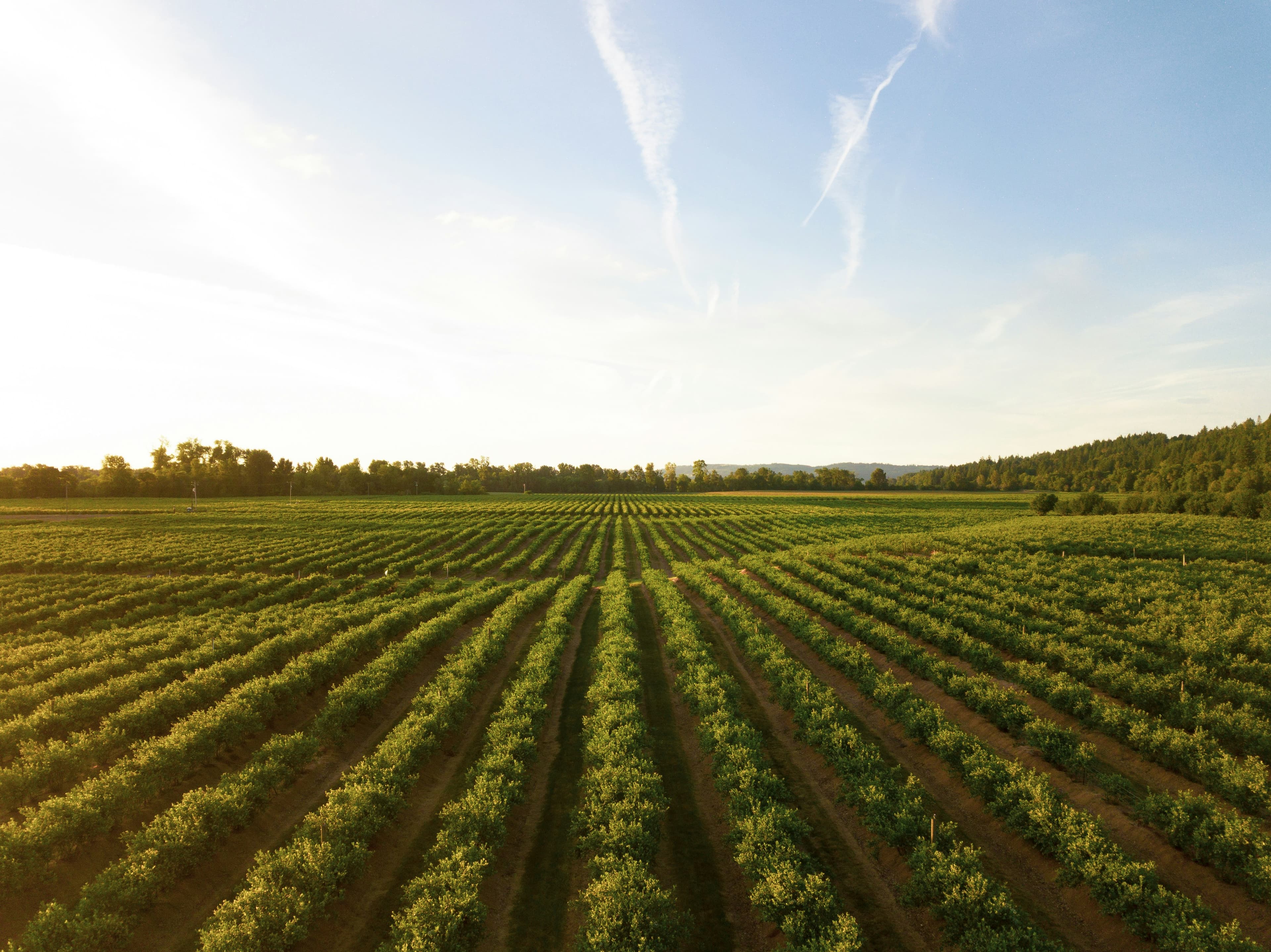 Sunlit crop rows stretching toward a tree-lined horizon